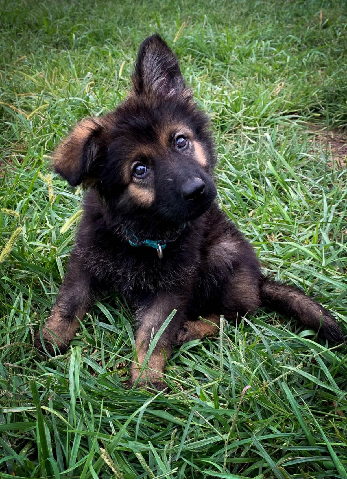 Longcoat German shepherd puppies breeder image 5