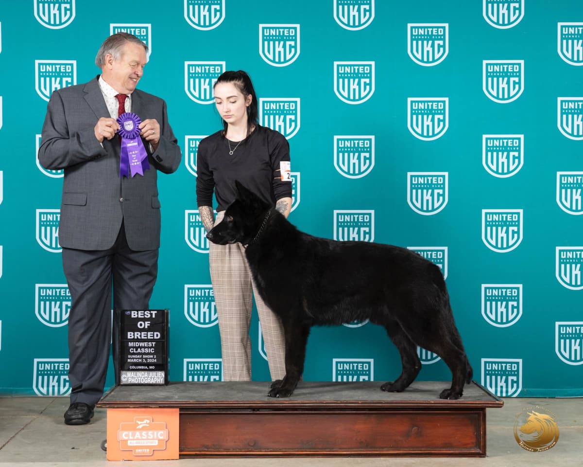 Longcoat German shepherd puppies breeder image 9