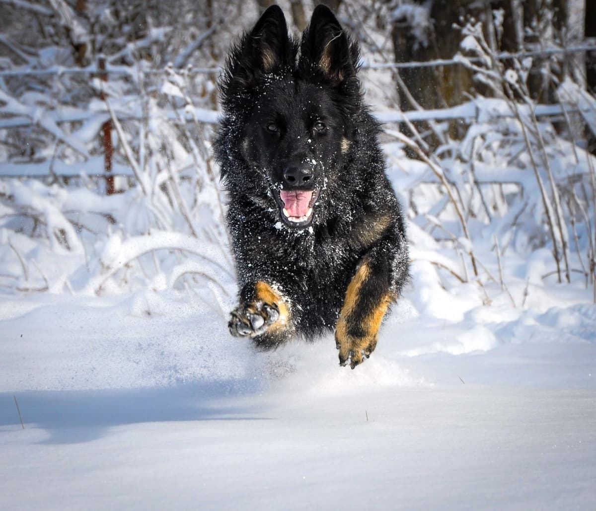 Longcoat German shepherd puppies breeder image 6