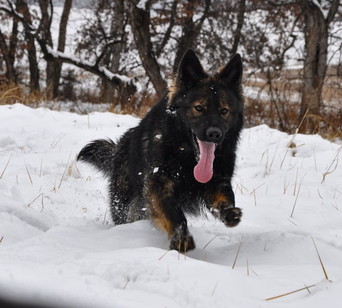 Longcoat German shepherd puppies breeder image 7