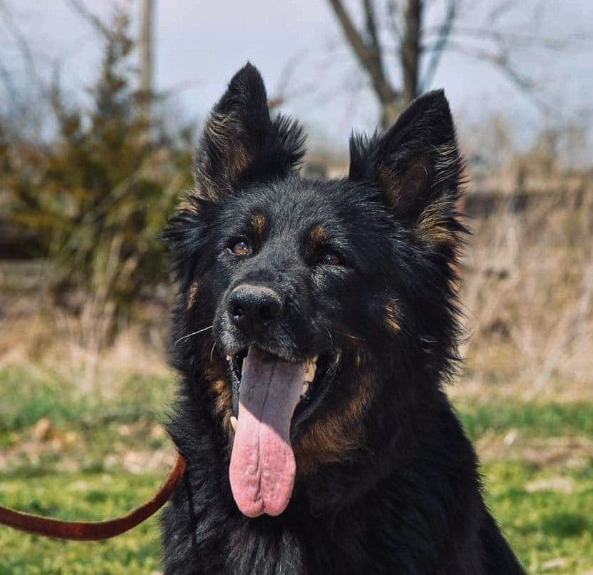 Longcoat German shepherd puppies breeder image 10