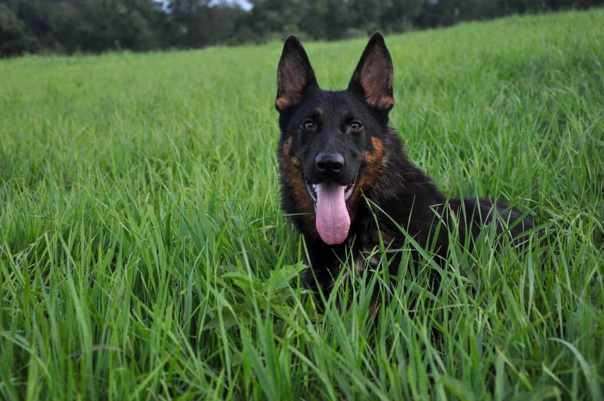 Longcoat German shepherd puppies breeder image 13