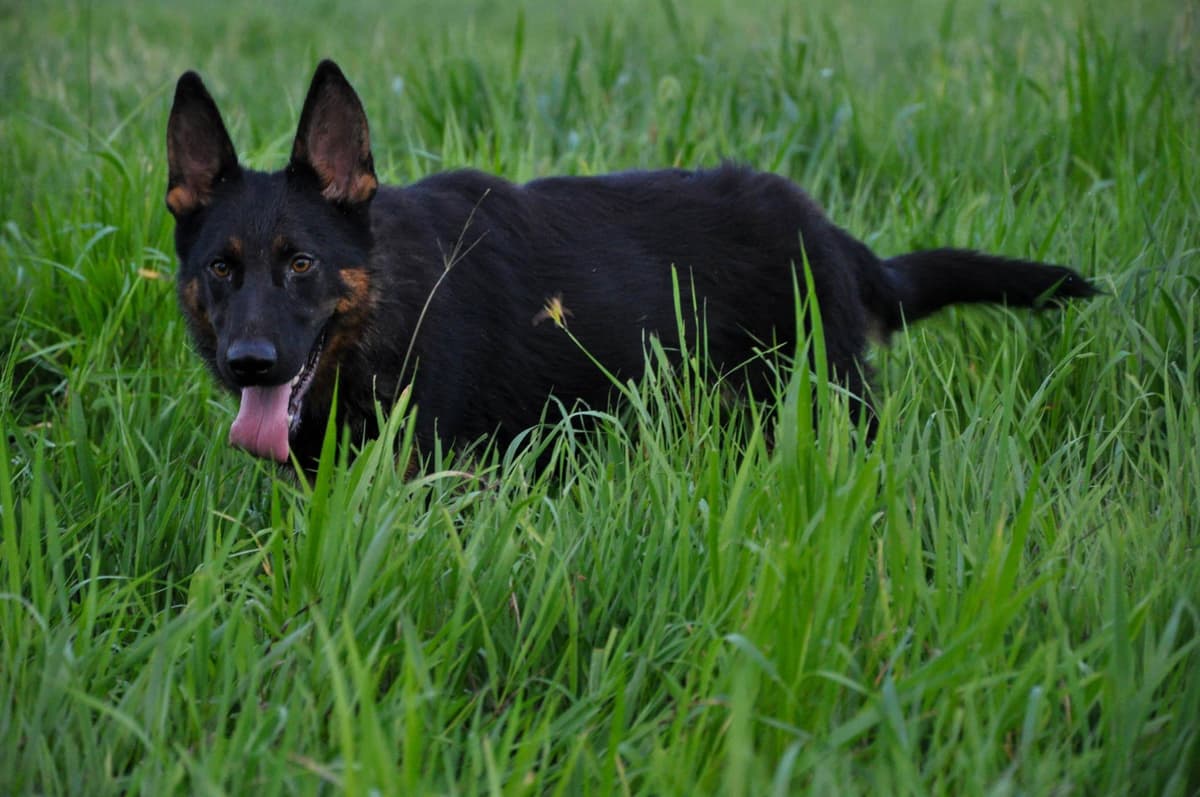 Longcoat German shepherd puppies breeder image 14