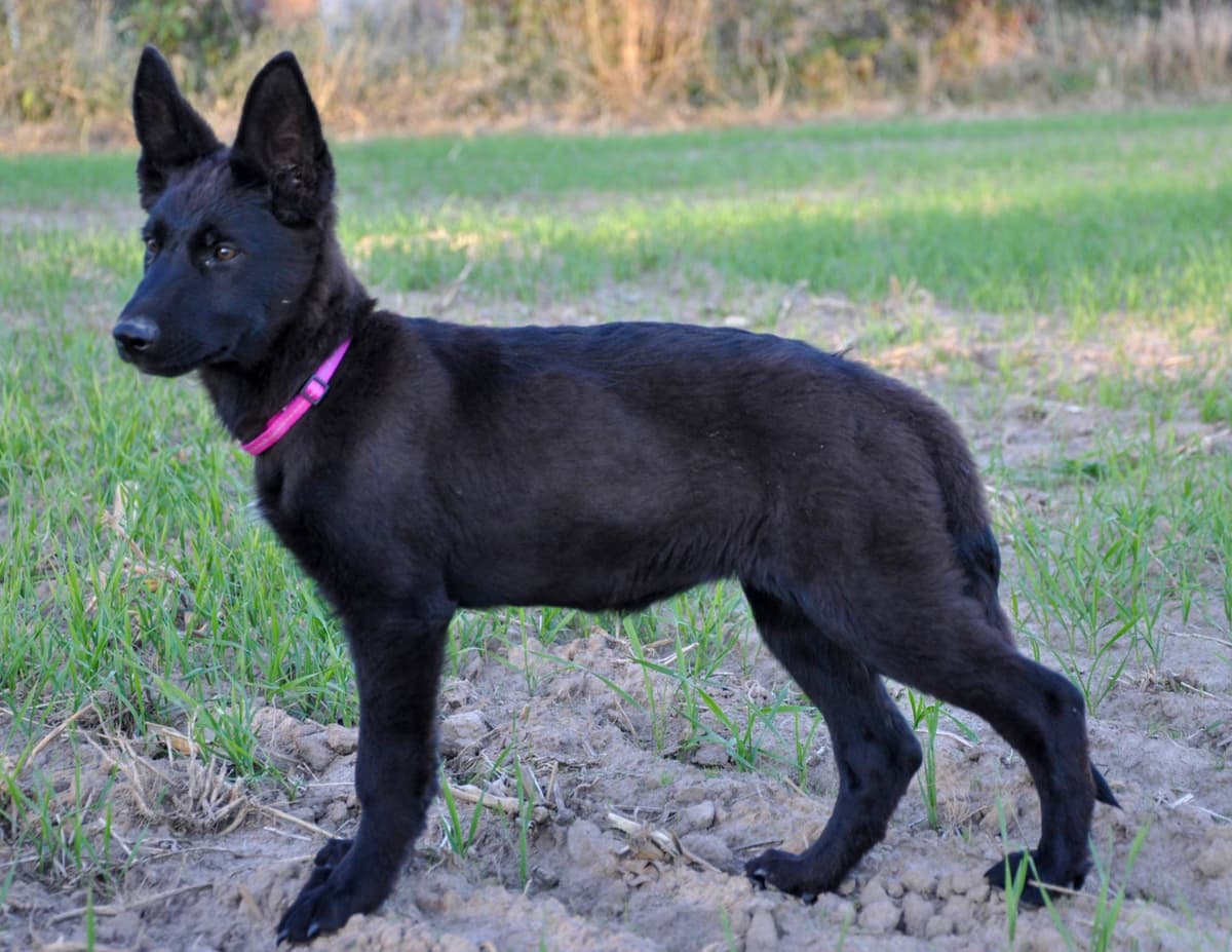 Longcoat German shepherd puppies breeder image 17