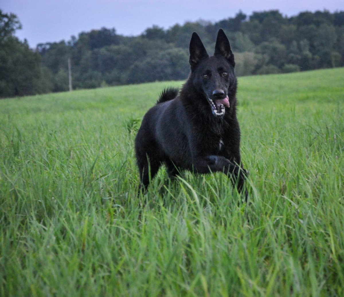 Longcoat German shepherd puppies breeder image 18