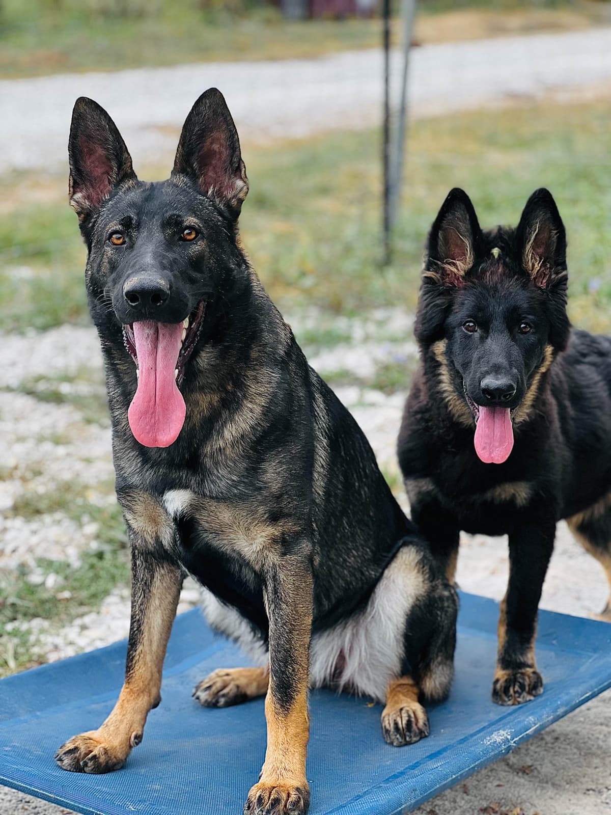 Longcoat German shepherd puppies breeder image 19