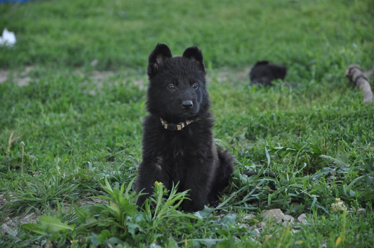 Longcoat German shepherd puppies breeder image 22