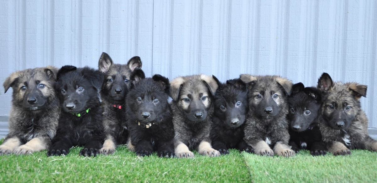 Longcoat German shepherd puppies breeder image 21
