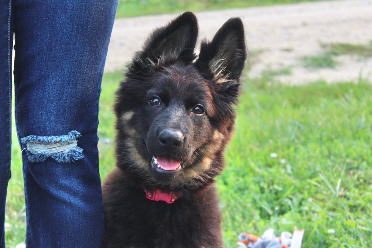 Longcoat German shepherd puppies breeder image 20