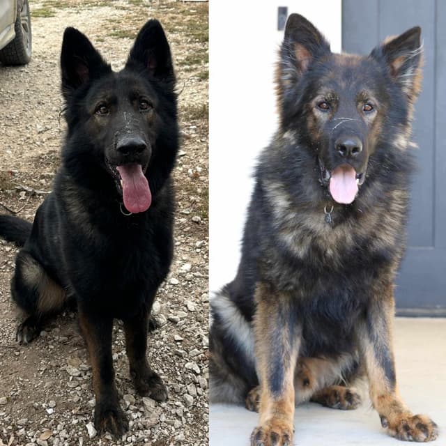 Longcoat German shepherd puppies media 2