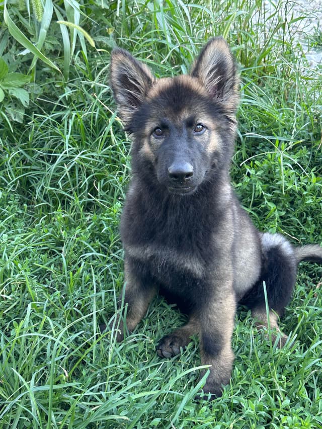 Longcoat German shepherd puppies media 5