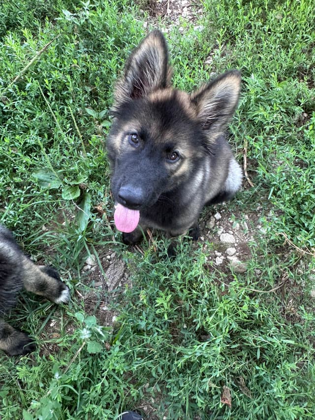 Longcoat German shepherd puppies media 6
