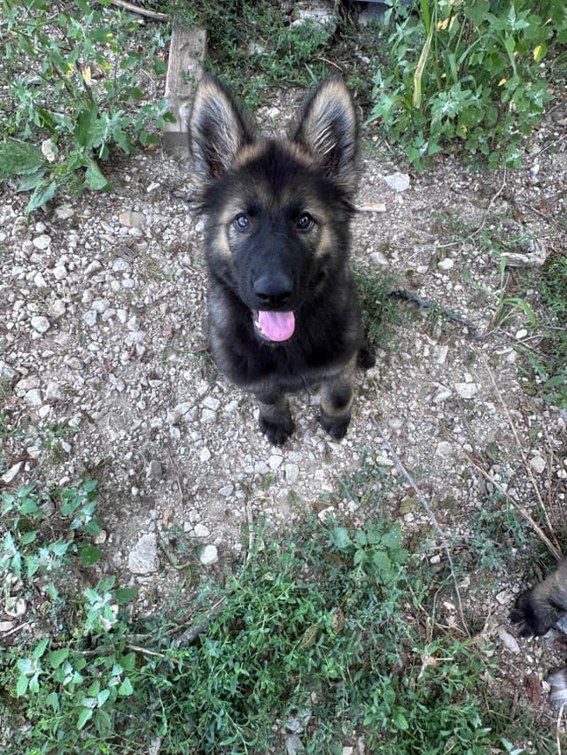 Longcoat German shepherd puppies media 3