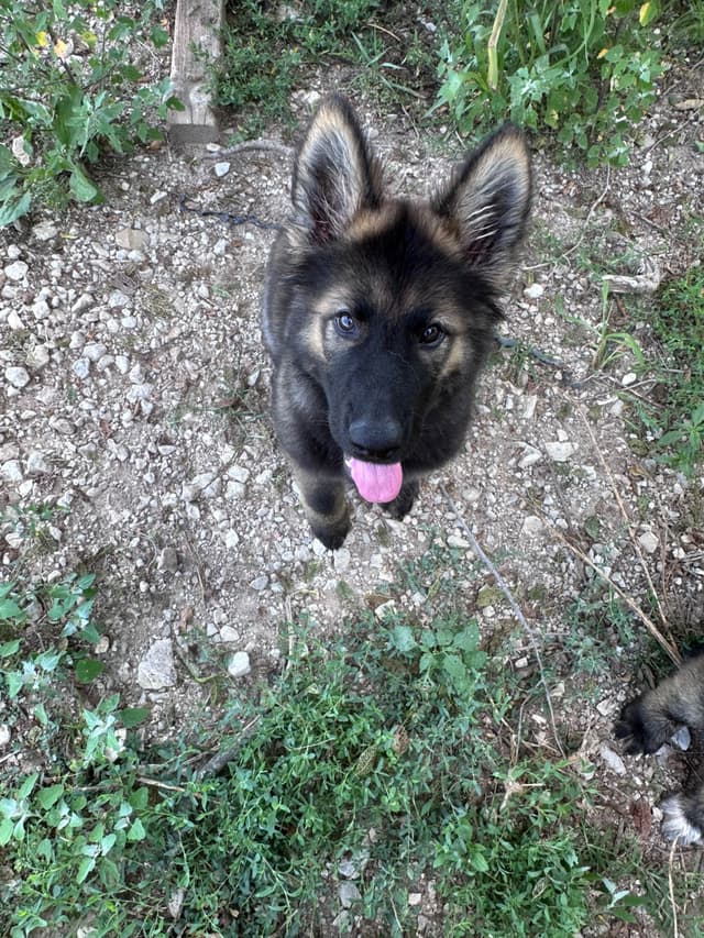Longcoat German shepherd puppies media 7