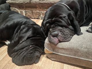 neapolitan mastiff media 2