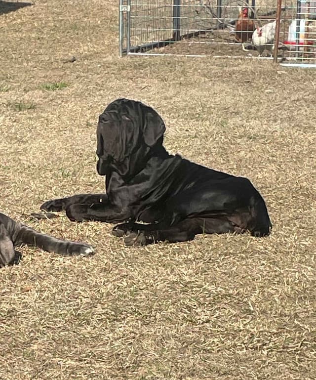 neapolitan mastiff media 3