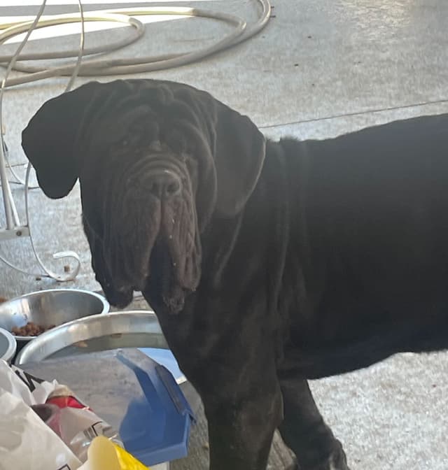neapolitan mastiff media 4