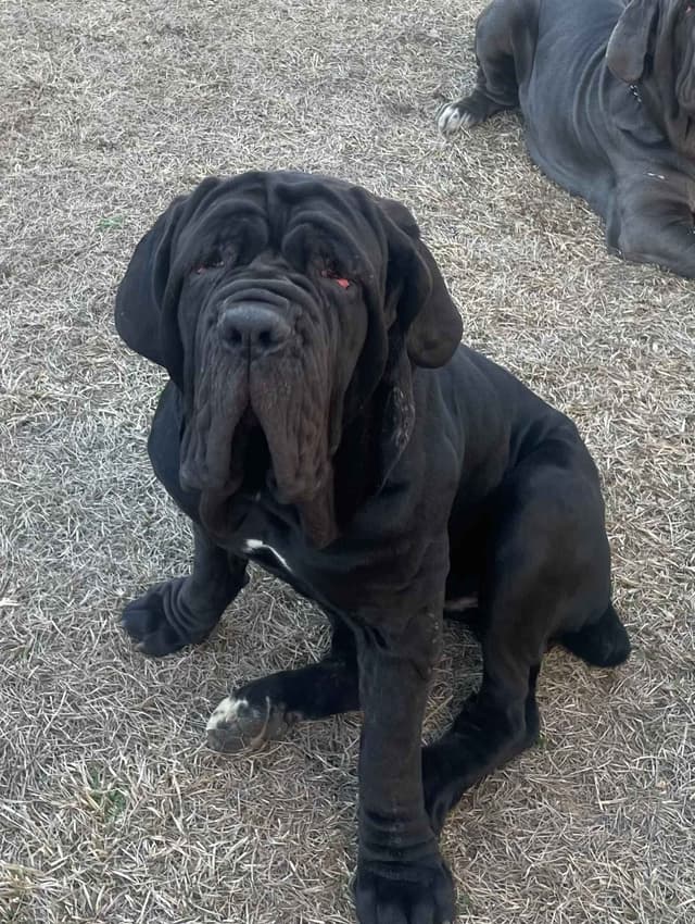 neapolitan mastiff media 5
