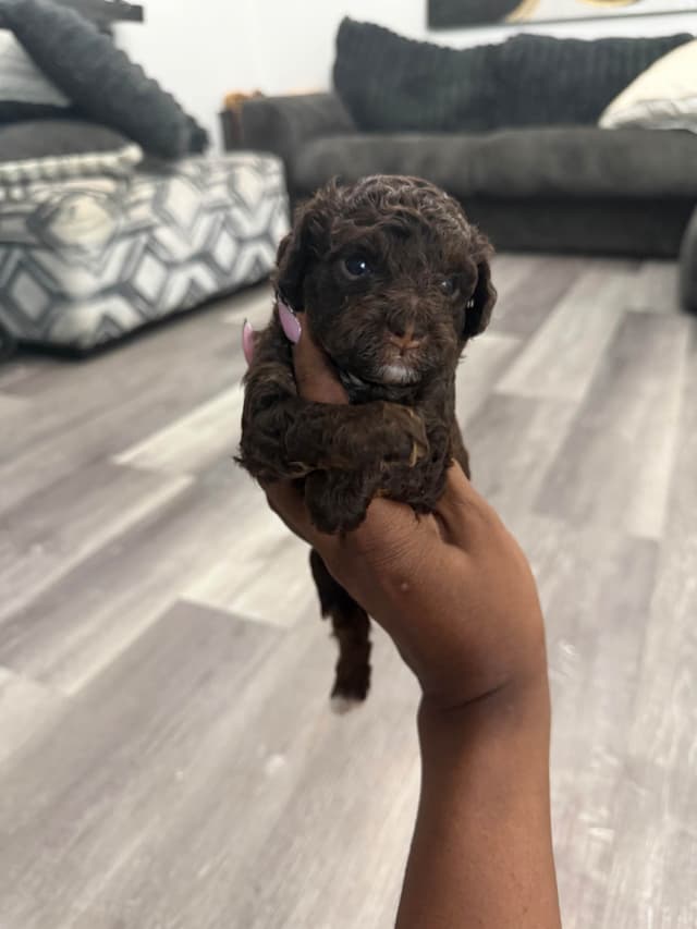 Chocolate phantom poodles media 2