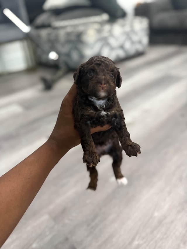Chocolate phantom poodles media 4