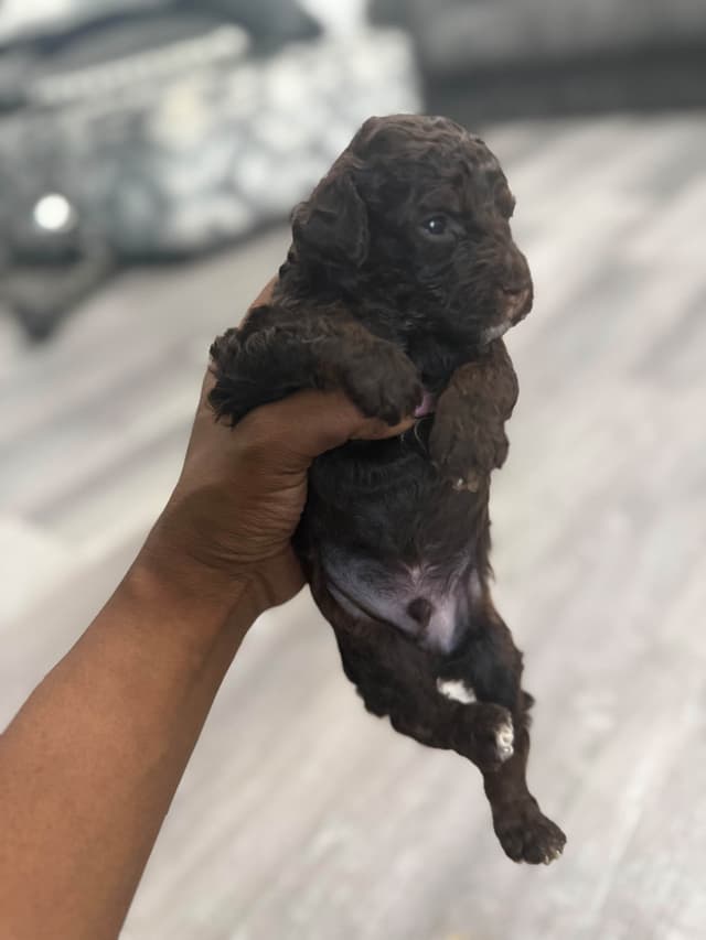 Chocolate phantom poodles media 5