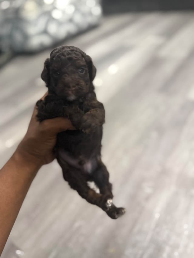 Chocolate phantom poodles media 7