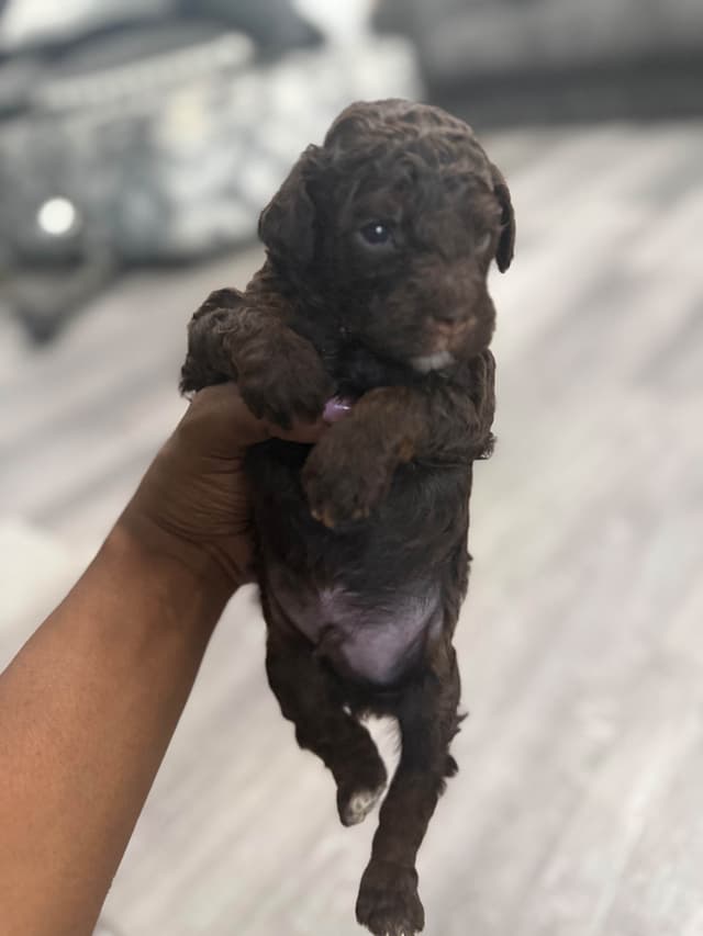 Chocolate phantom poodles media 8