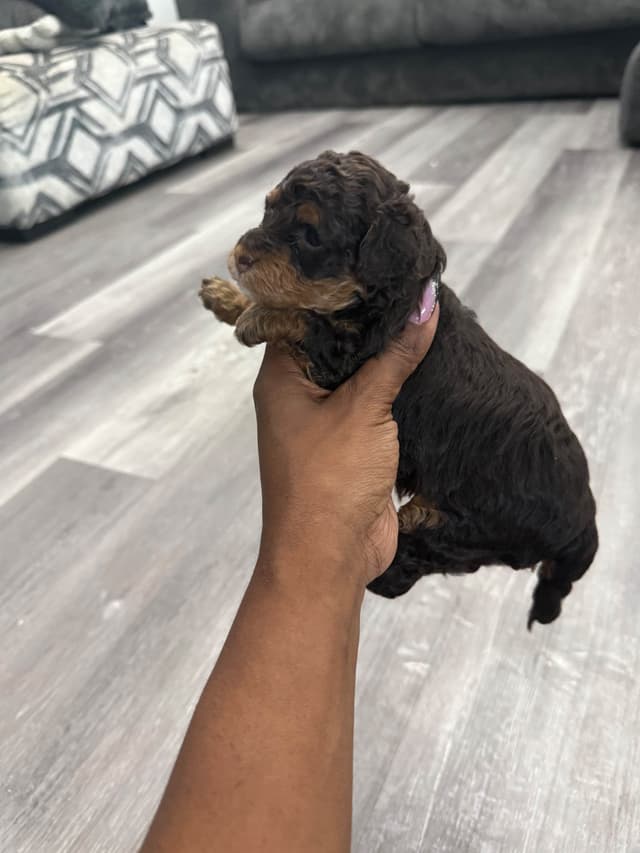 Chocolate phantom poodles media 27