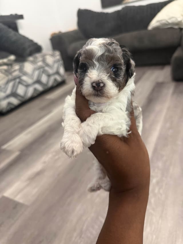 Chocolate phantom poodles media 18