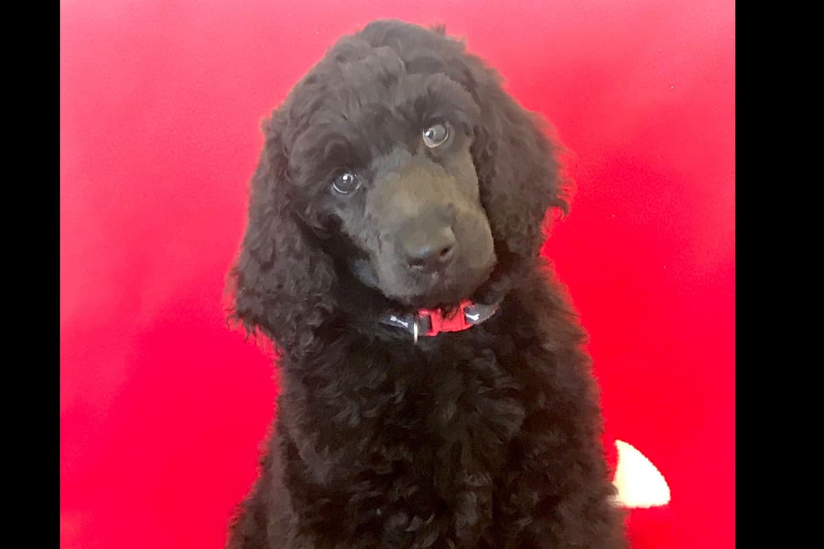 Havanese Puppies breeder image 1