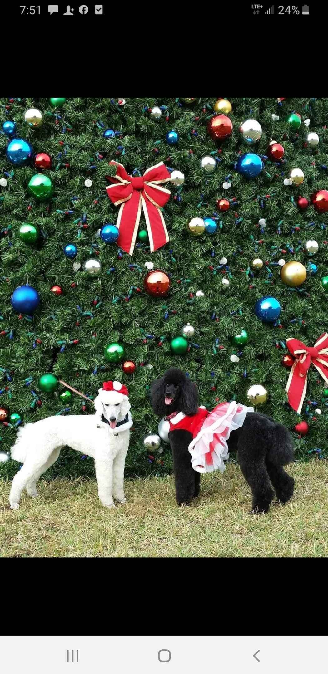 Havanese Puppies breeder image 4