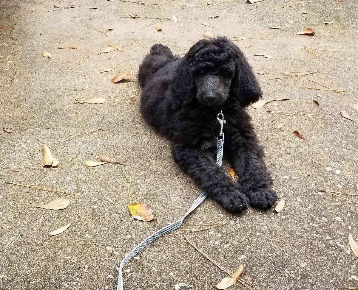 Havanese Puppies breeder image 5