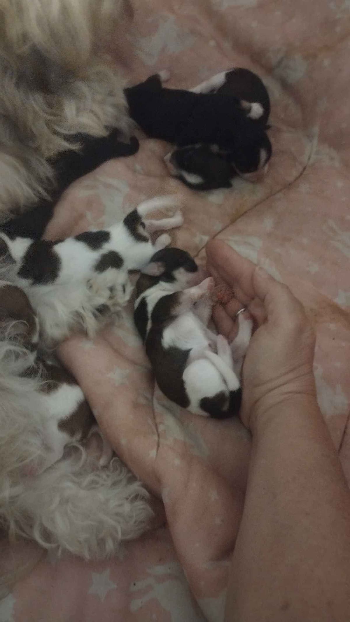 Havanese Puppies breeder image 7