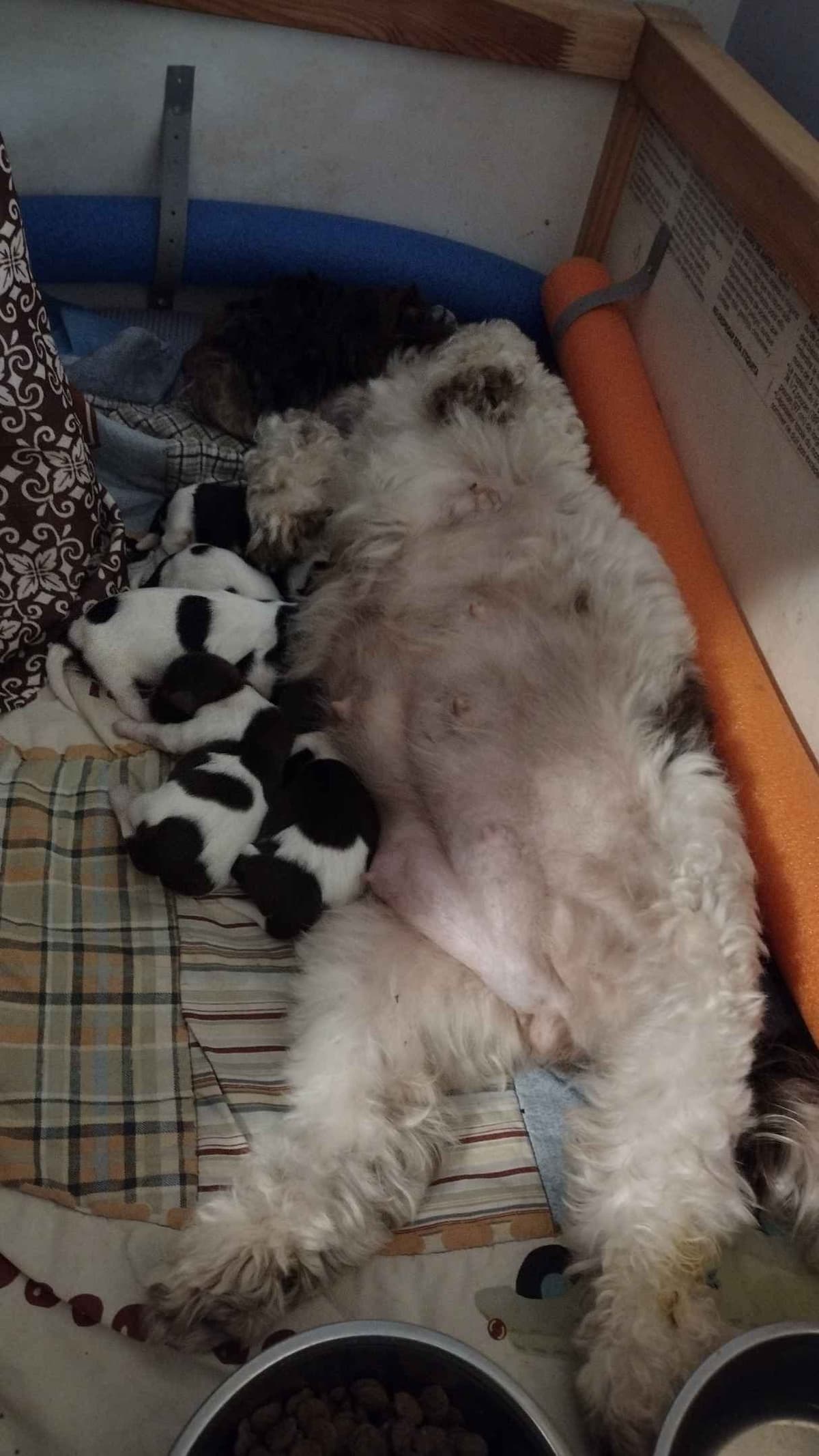 Havanese Puppies breeder image 10