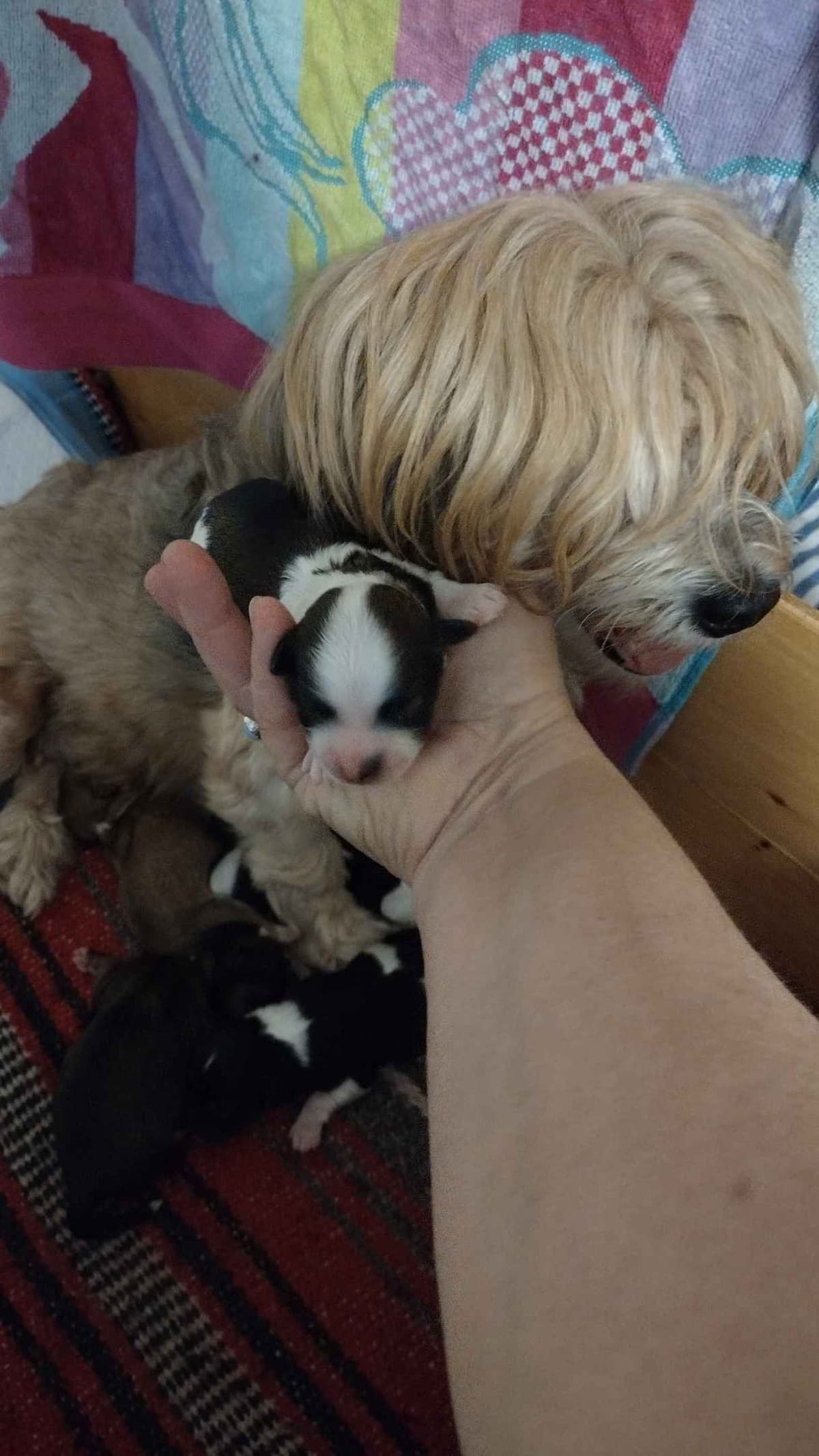 Havanese Puppies breeder image 11