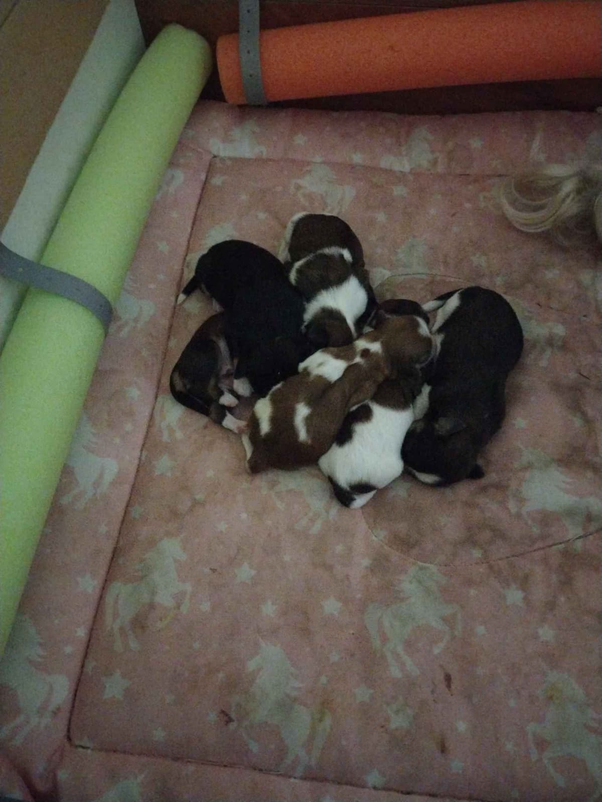Havanese Puppies breeder image 15