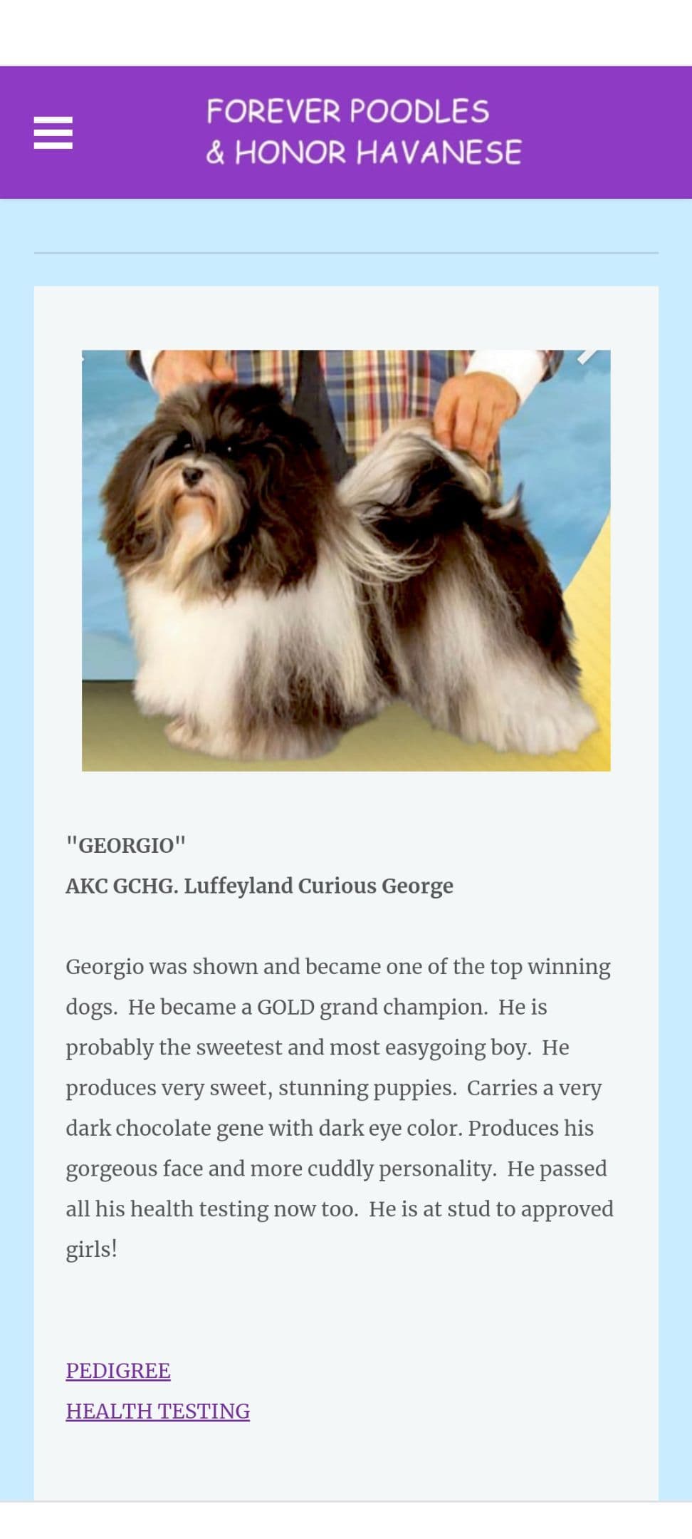 Havanese Puppies breeder image 14