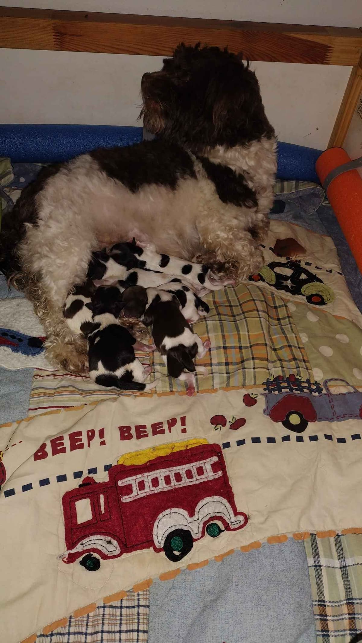 Havanese Puppies breeder image 16