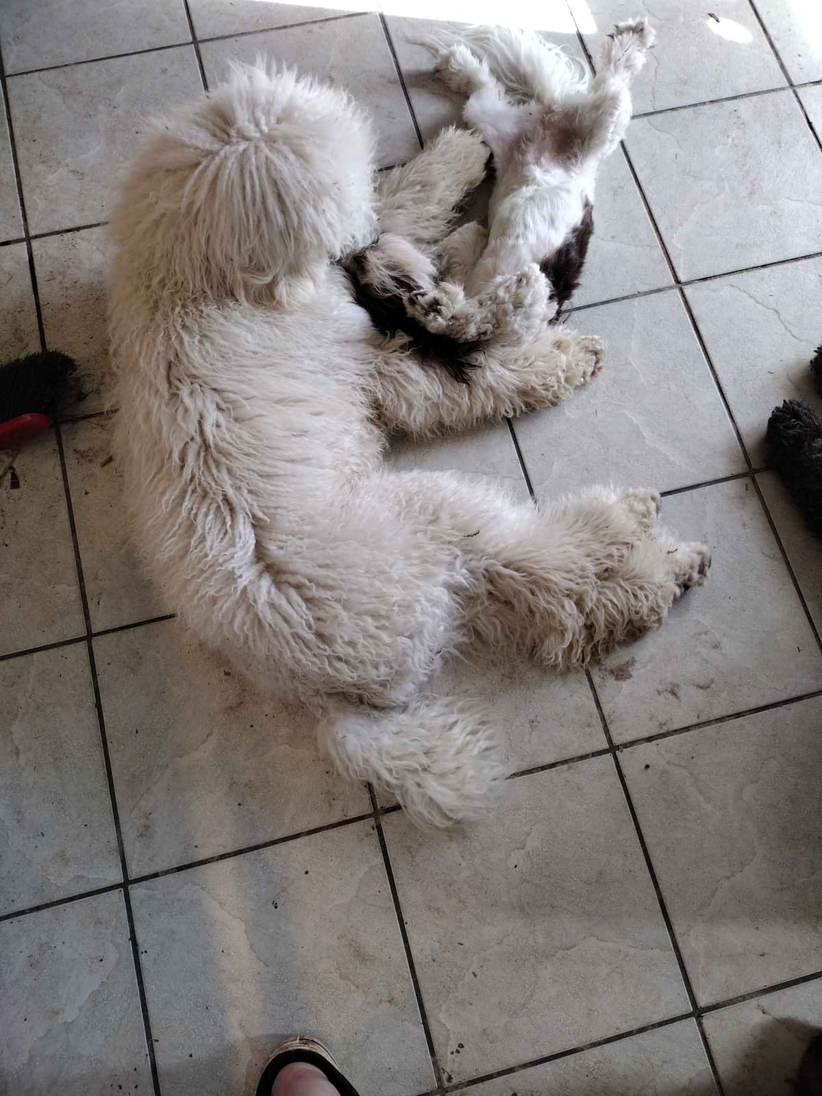 Havanese Puppies breeder image 20