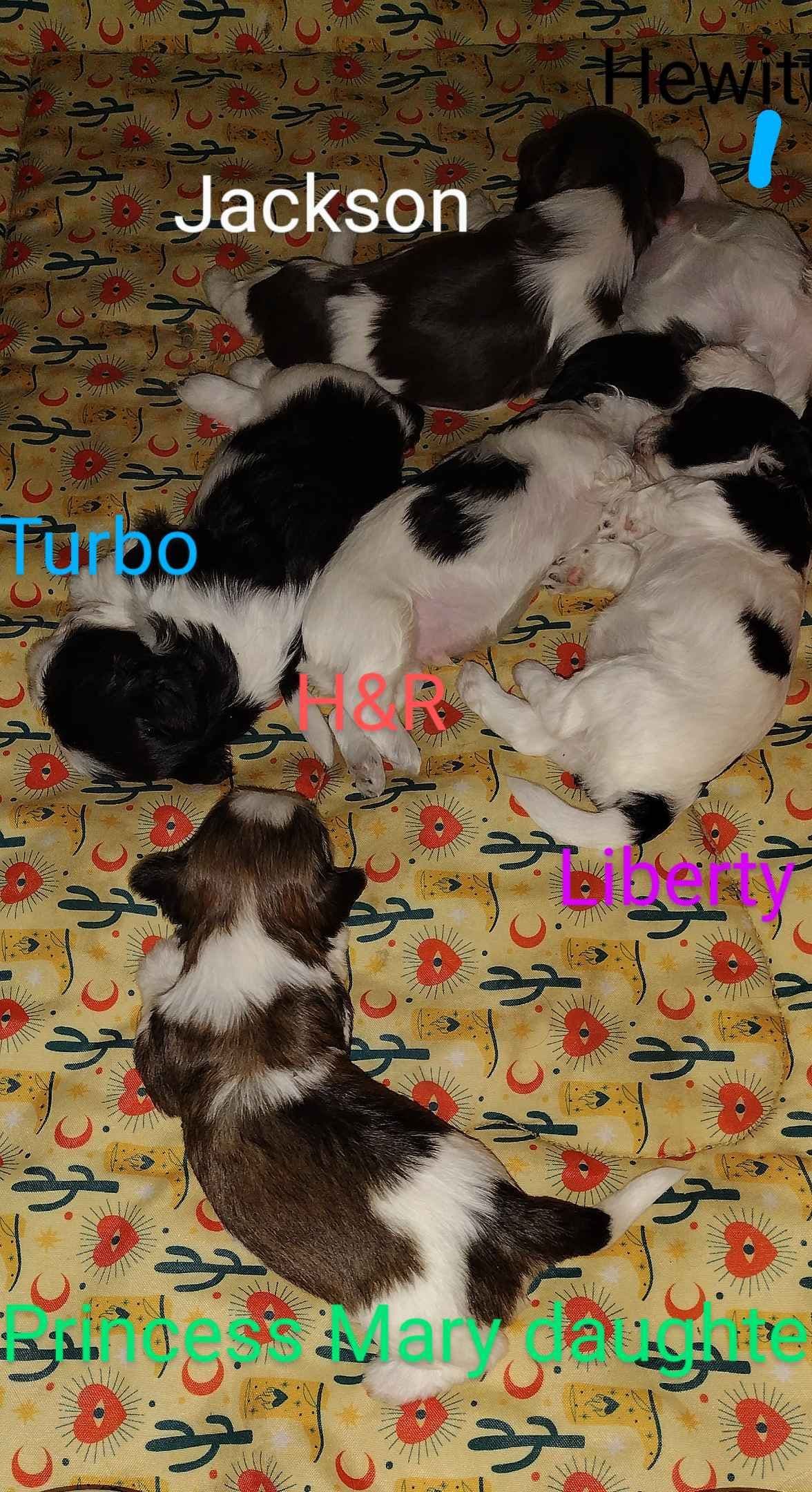 Havanese Puppies breeder image 19