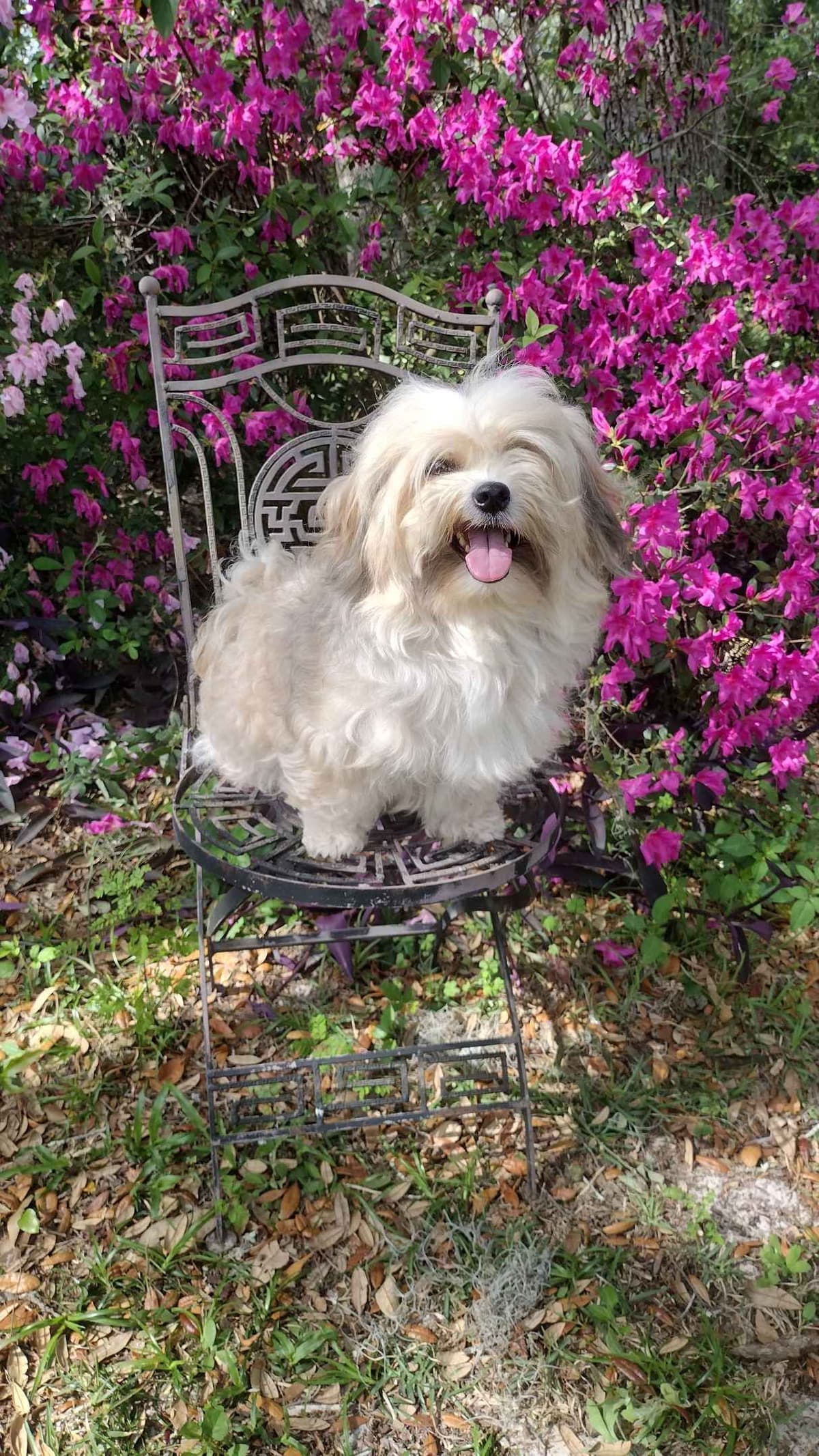Havanese Puppies breeder image 21