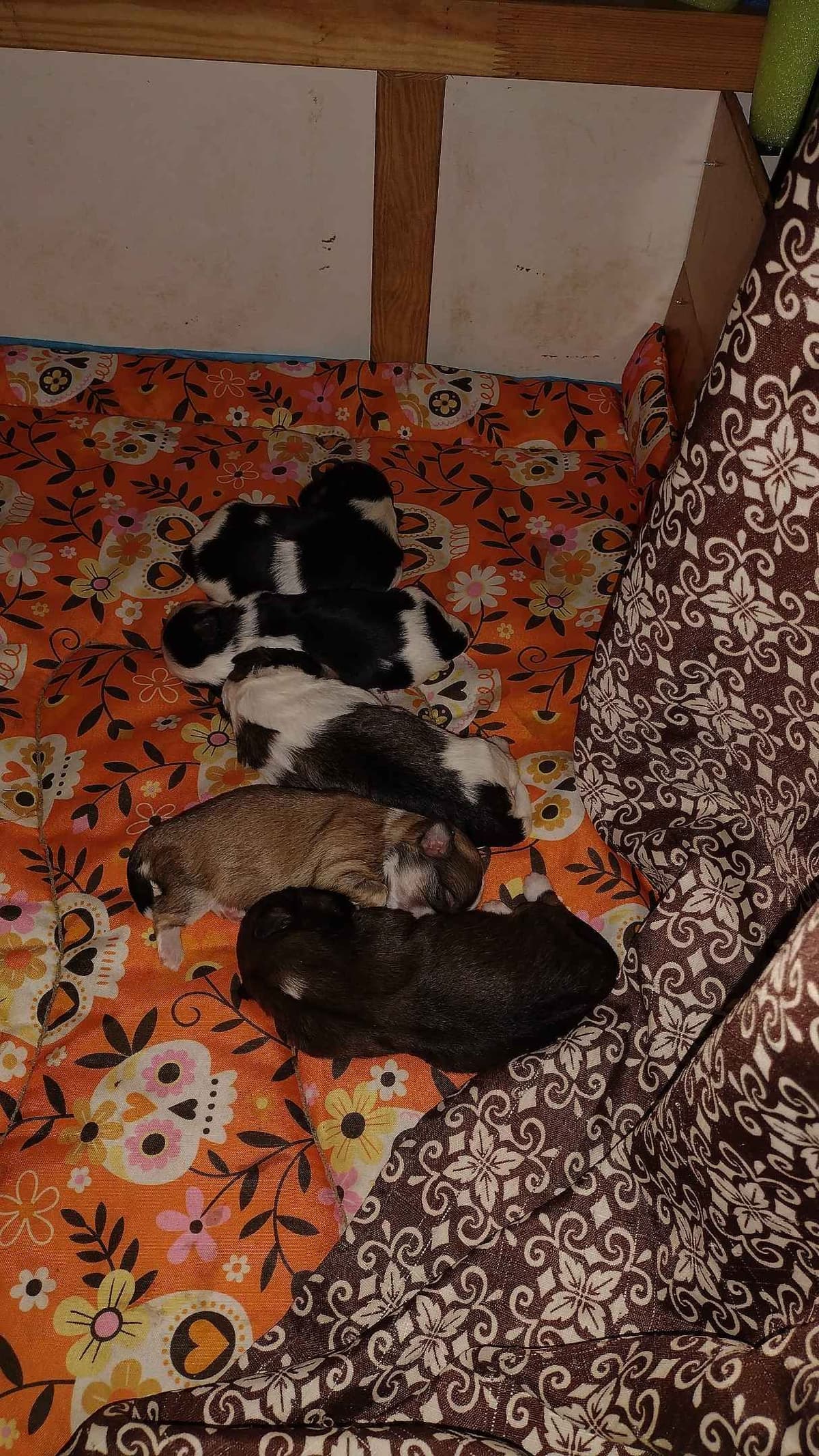 Havanese Puppies breeder image 22