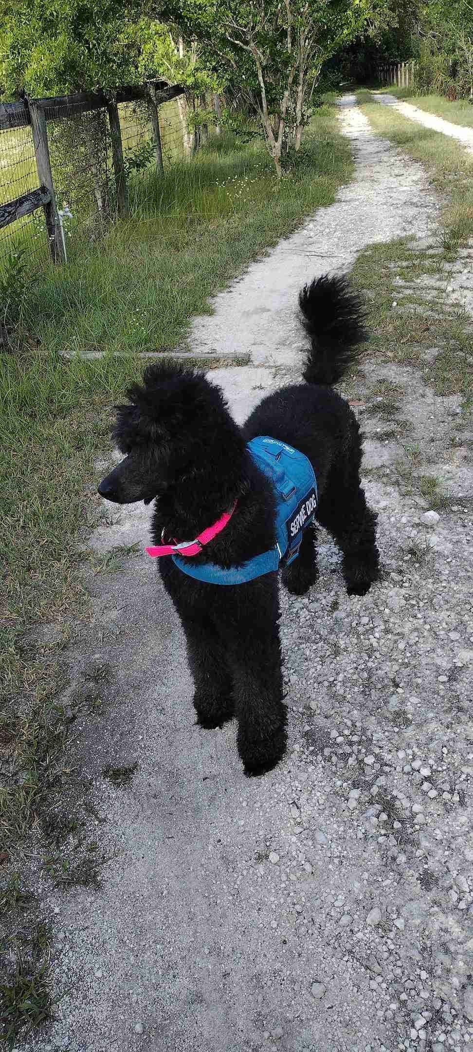Havanese Puppies breeder image 24