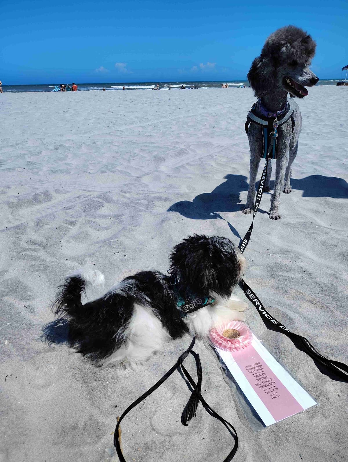 Havanese Puppies breeder image 30