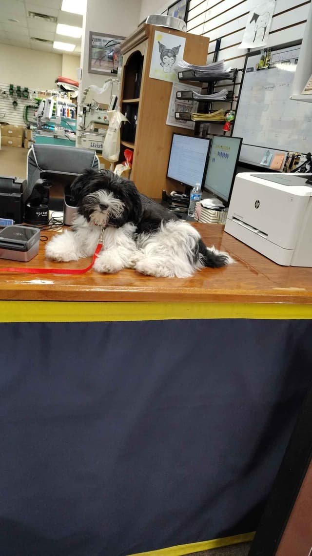 Havanese Puppies media 2