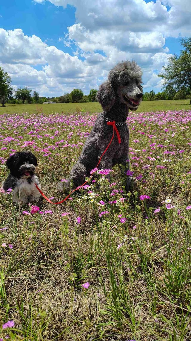 Havanese Puppies media 3