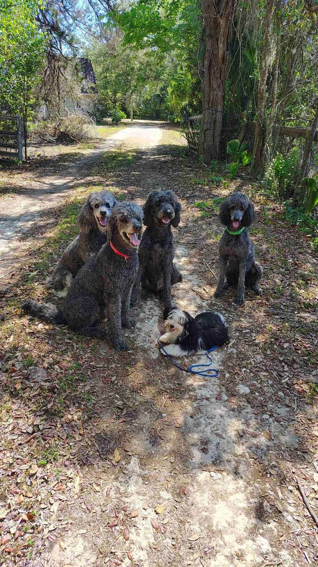 Havanese Puppies media 5