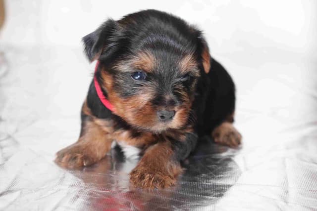 Yorkshire Terrier Puppies media 2