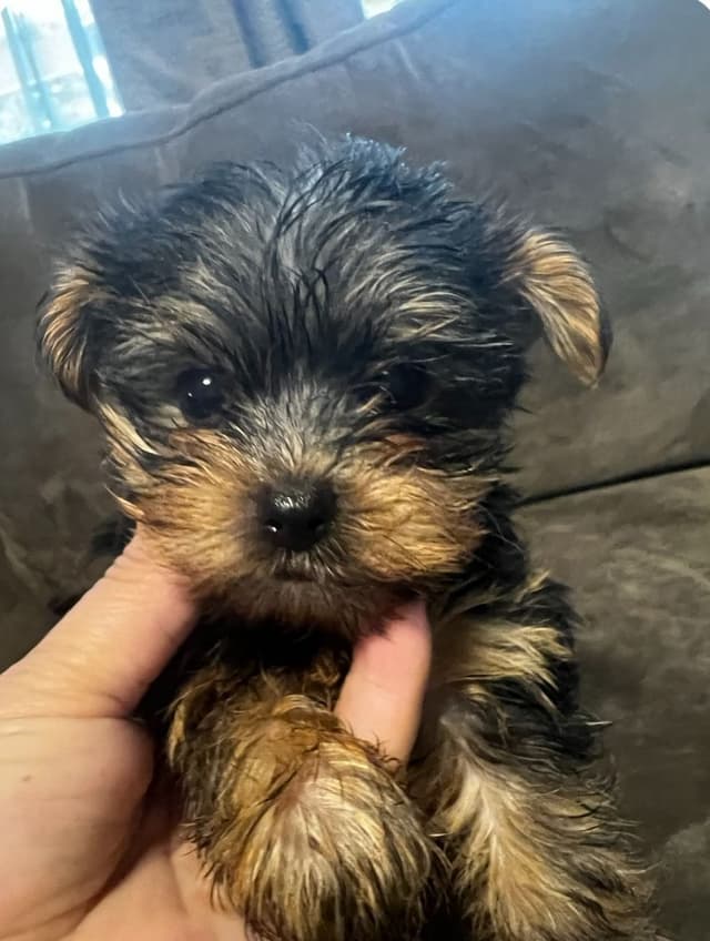 Yorkshire Terrier Puppies media 3