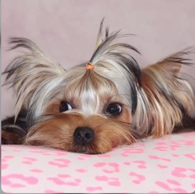 Yorkshire Terrier Puppies media 4